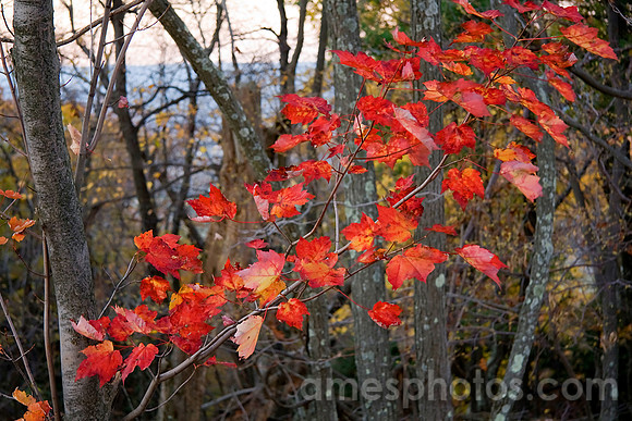 Red Maple Leaves