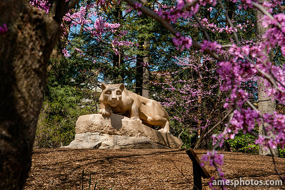Nittany Lion in Springtime